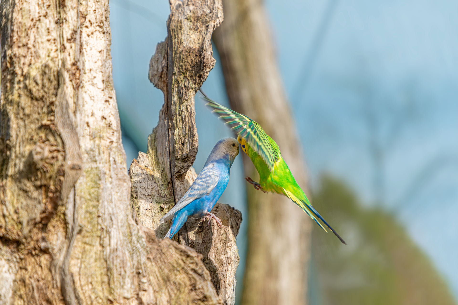 What are Some of the Rules to Adopt Exotic Birds: Essential Tips