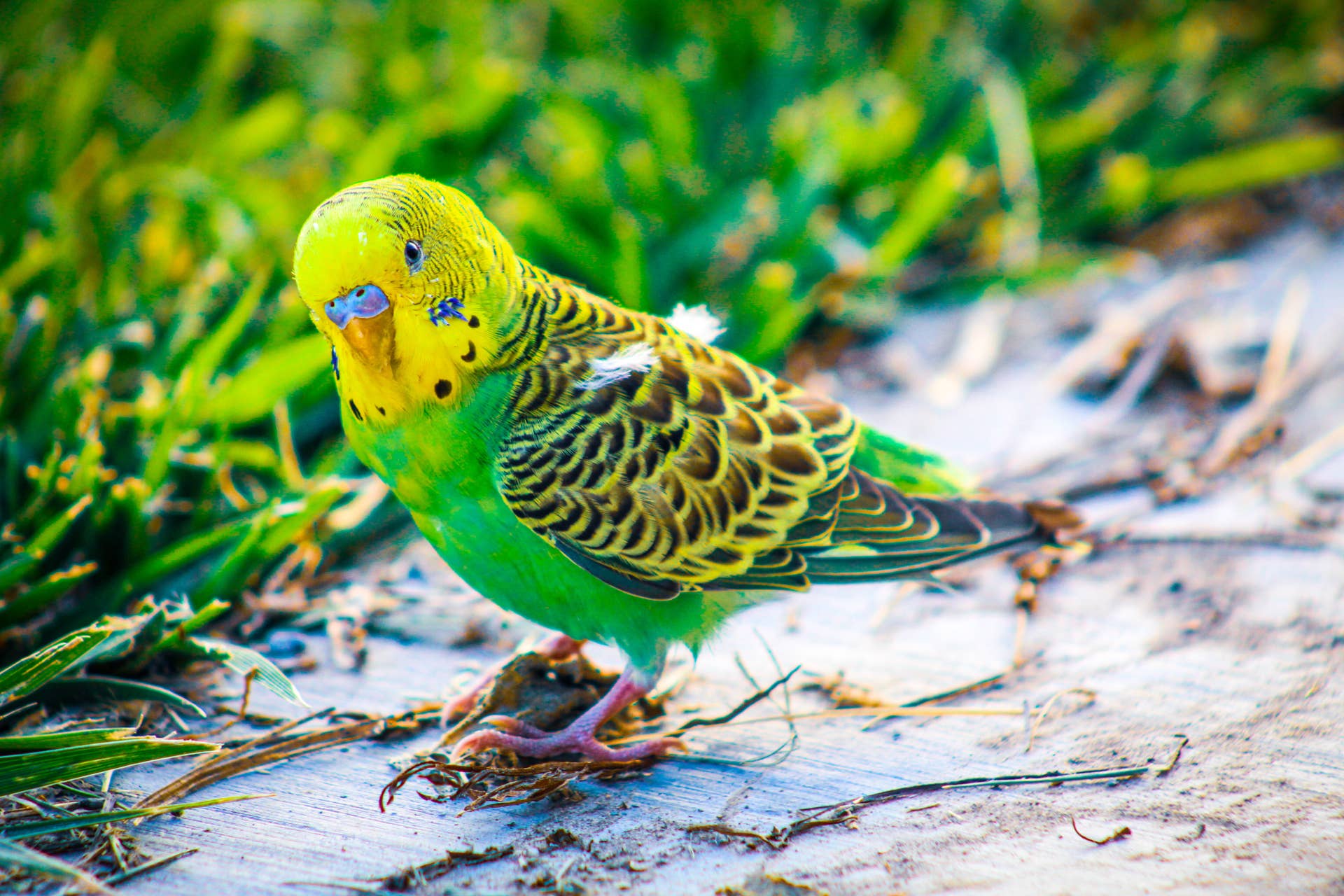 How to Teach My Bird to Talk: Expert Tips for Quick Success
