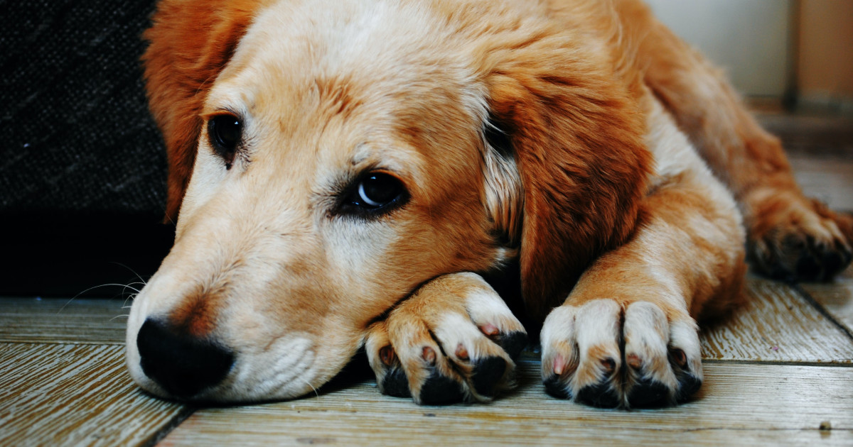 What Does the Vet Do With a Dead Dog: Sensitive Steps