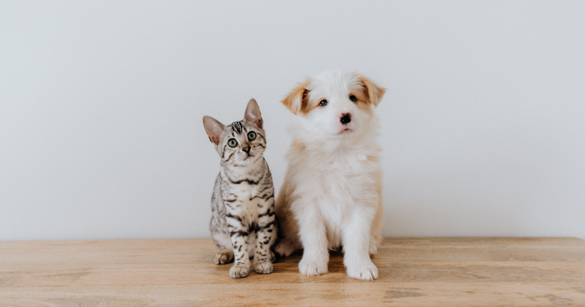How Do You Introduce a Cat And Dog: Expert Tips