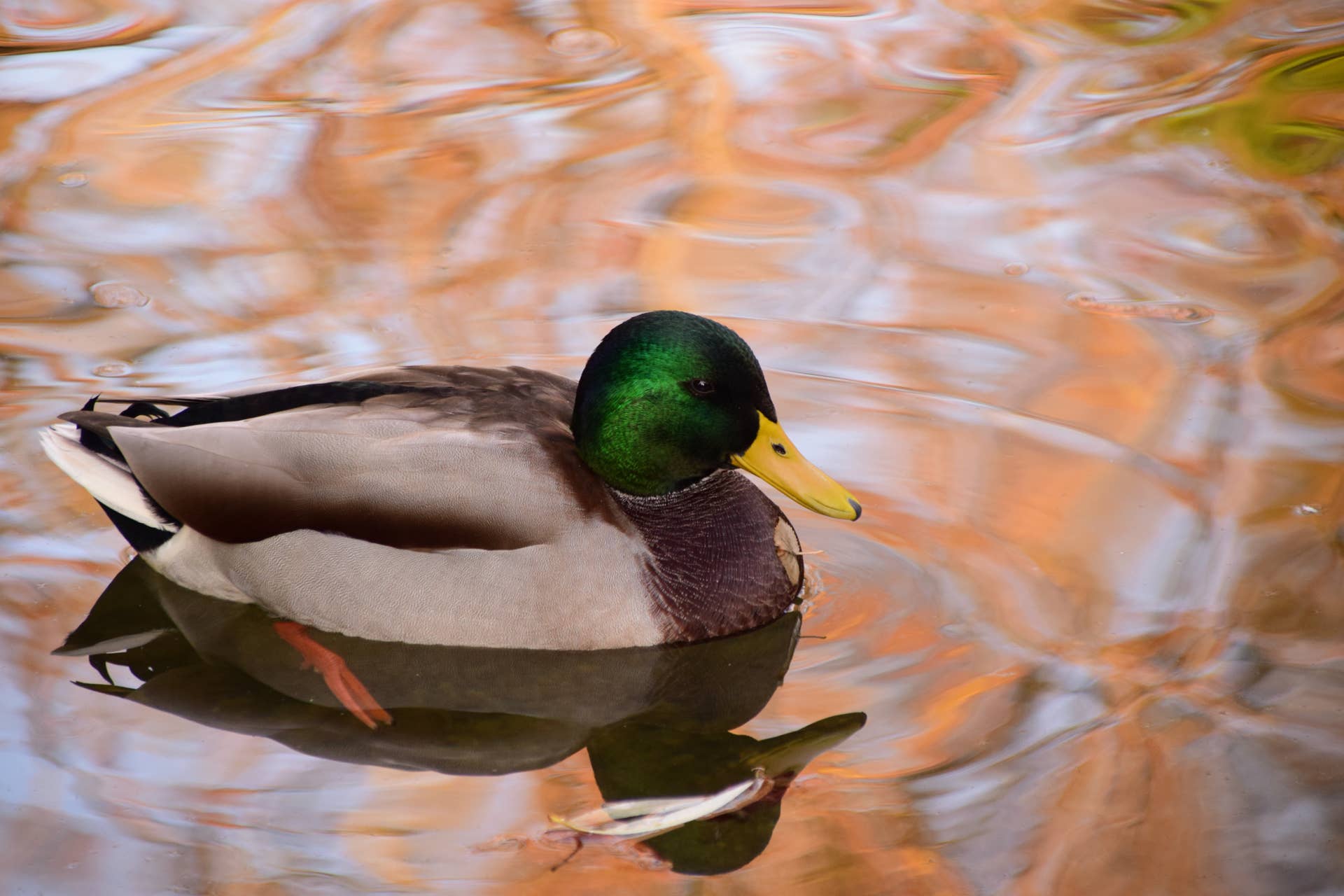 What Birds Can You Feed Bread to: Surprising Safe Choices Revealed