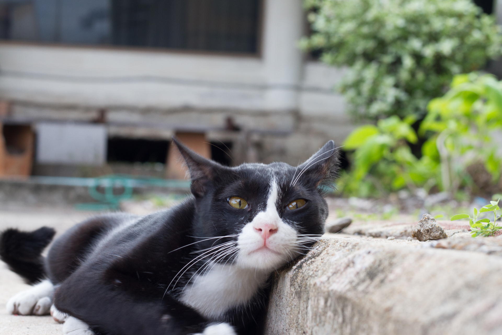 Can Potty Training Be Fixed by Being Neutered in Cats? Expert Insights