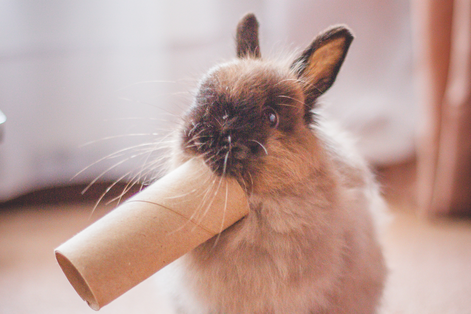 Do Rabbits Like Playing With Toys: Fun Facts & Expert Insights