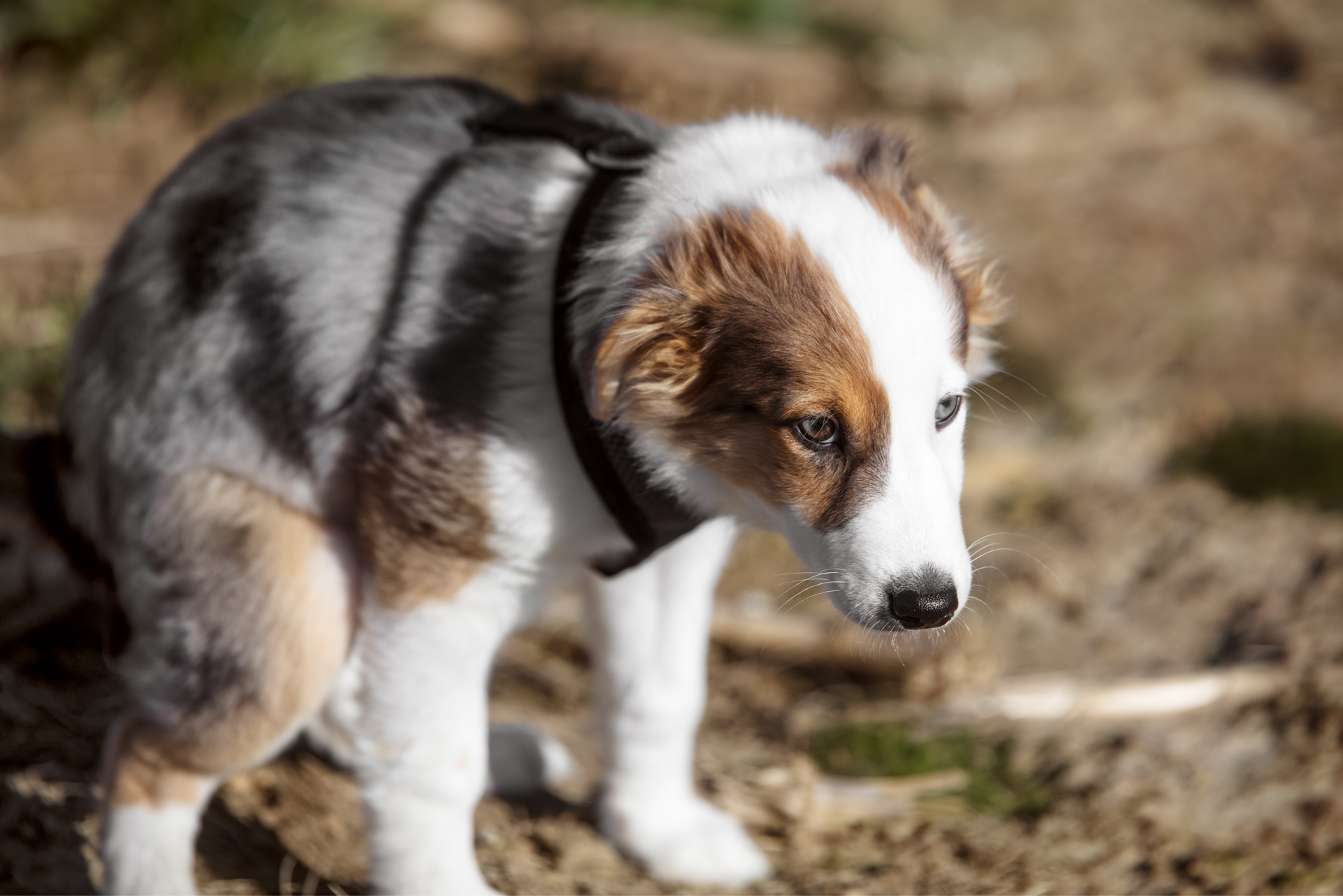 Why Does My Dog Keep Getting Urinary Tract Infections: Causes & Solutions