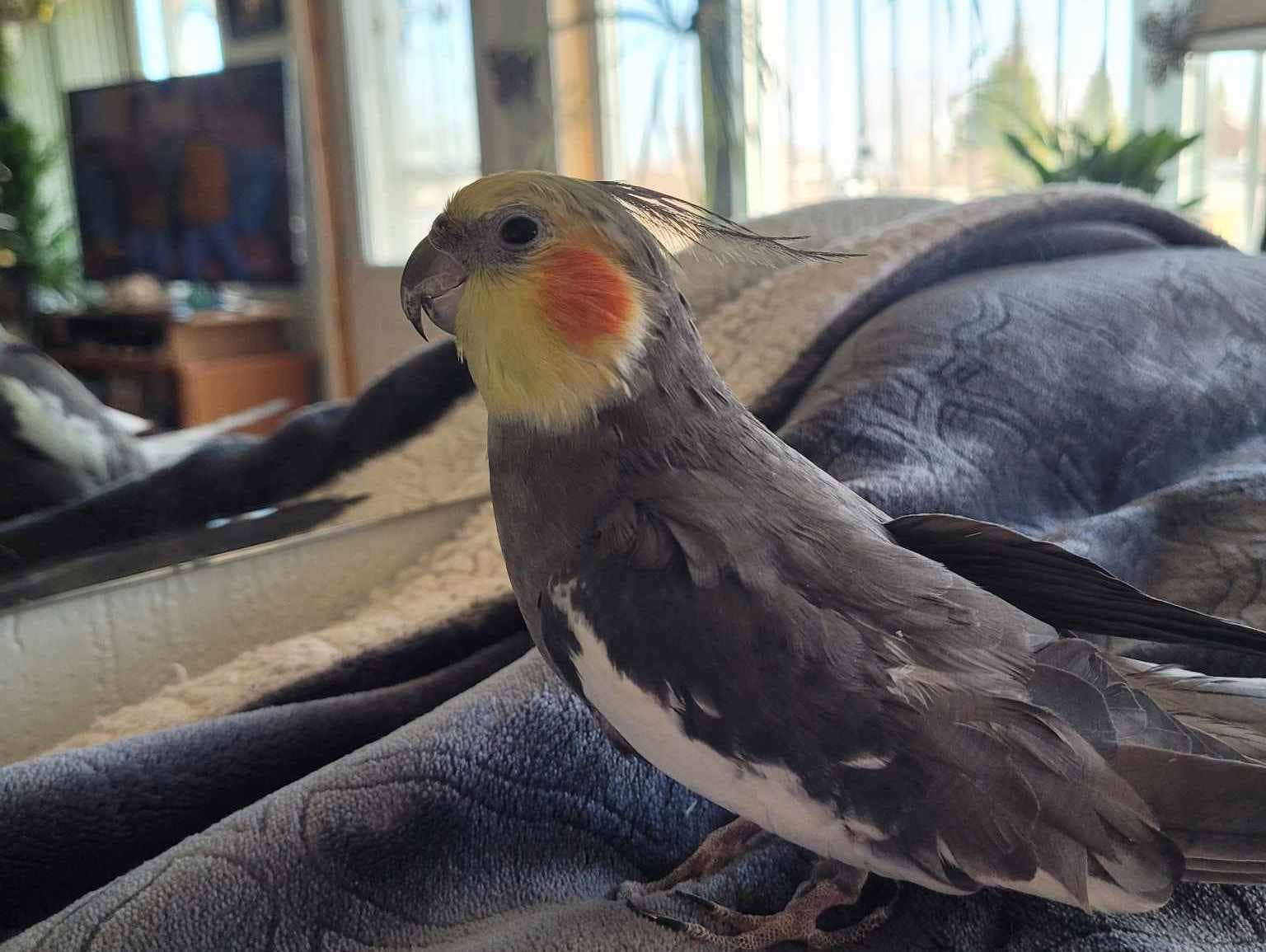 How to Feed Birds for a Week on Vacation: Ultimate Guide