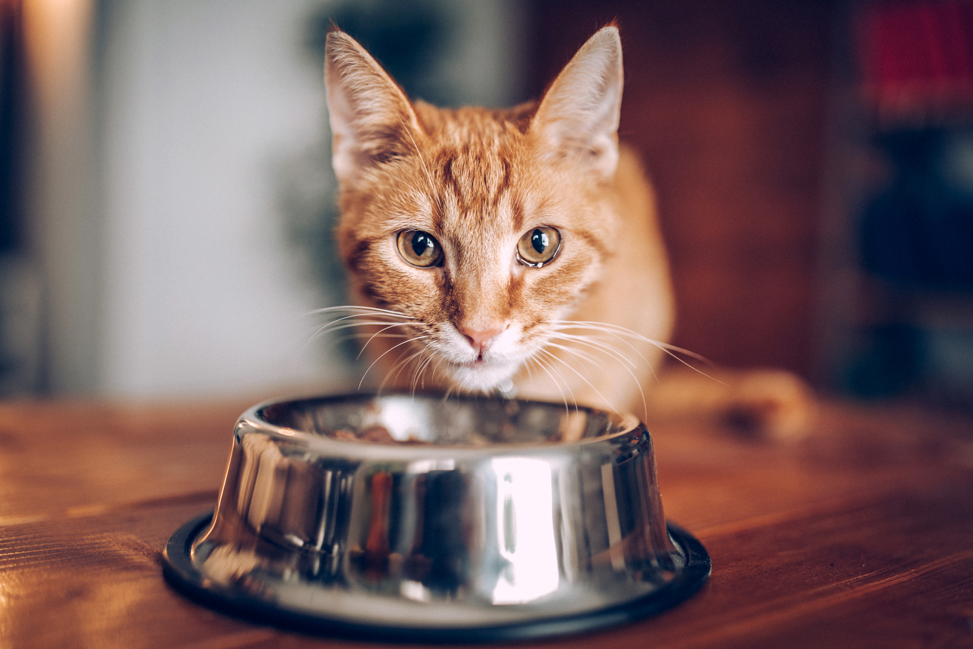 How to Make Homemade Cat Food for Senior Cats: Nutritious Tips