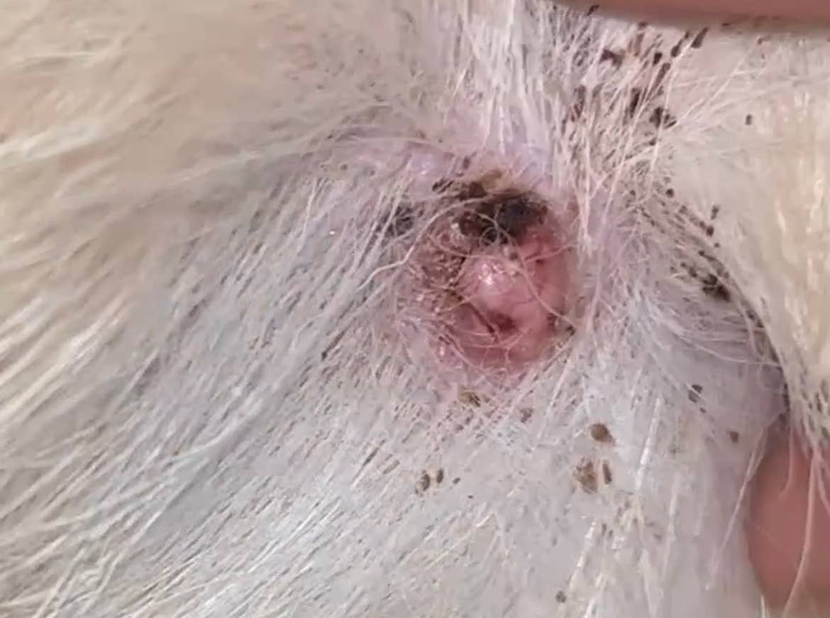 Can Dogs Have Skin Cancer? Uncover the Truth Today!