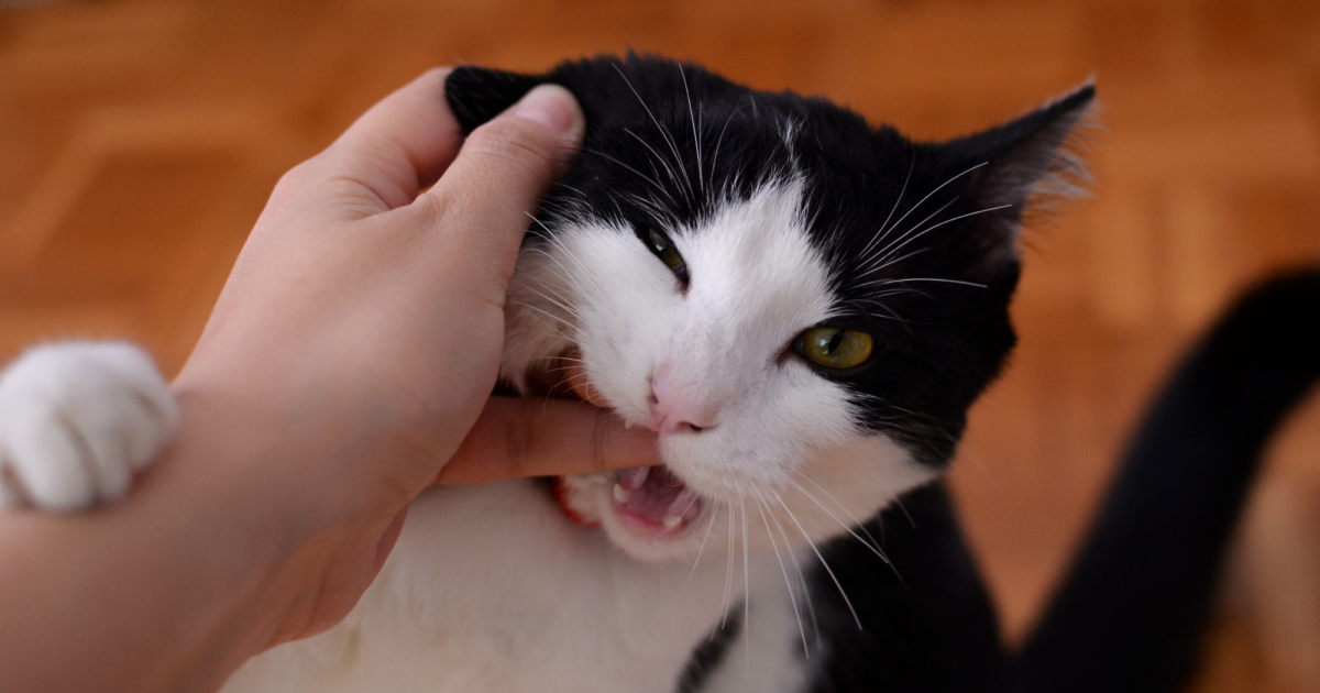 Why Does My Cat Attack Me When I Walk Past: Shocking Reasons Revealed
