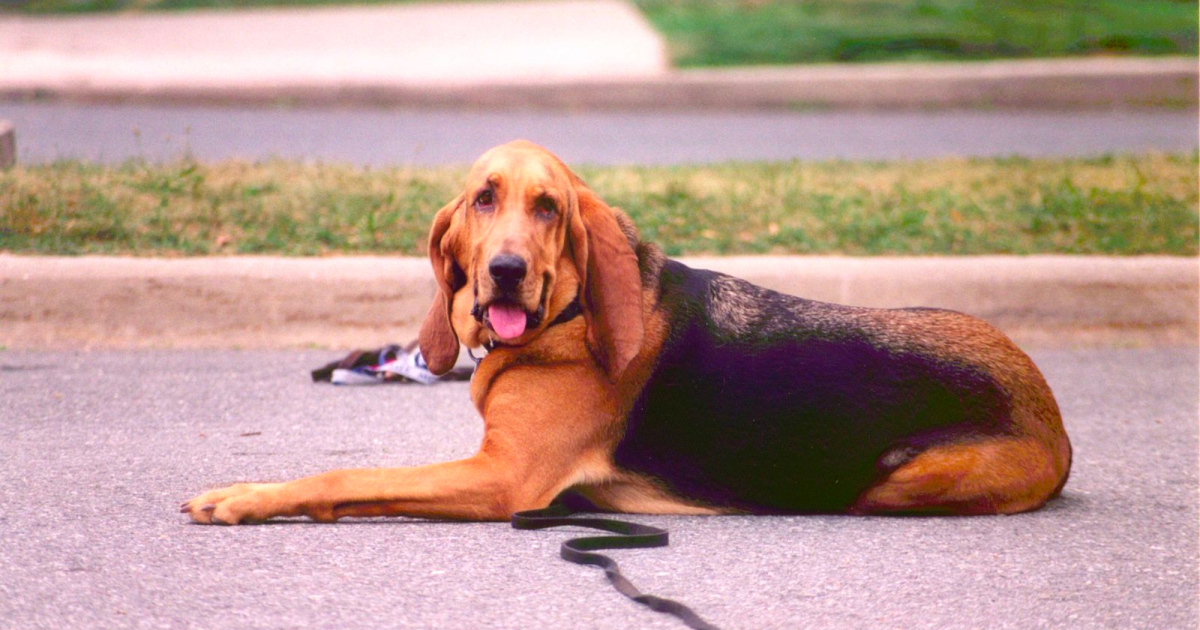 ARB The Best POWER UP! HOUND DOG ARB The Best POWER UP! HOUND DOG