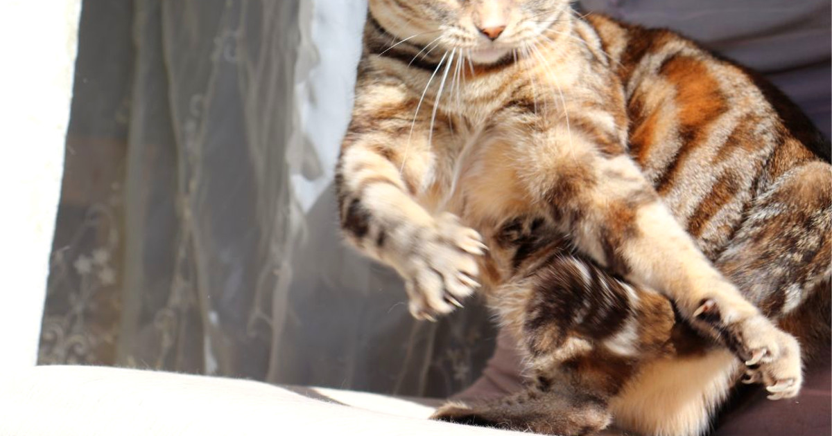 Cat Over Grooming Tail: Causes and Solutions Unveiled