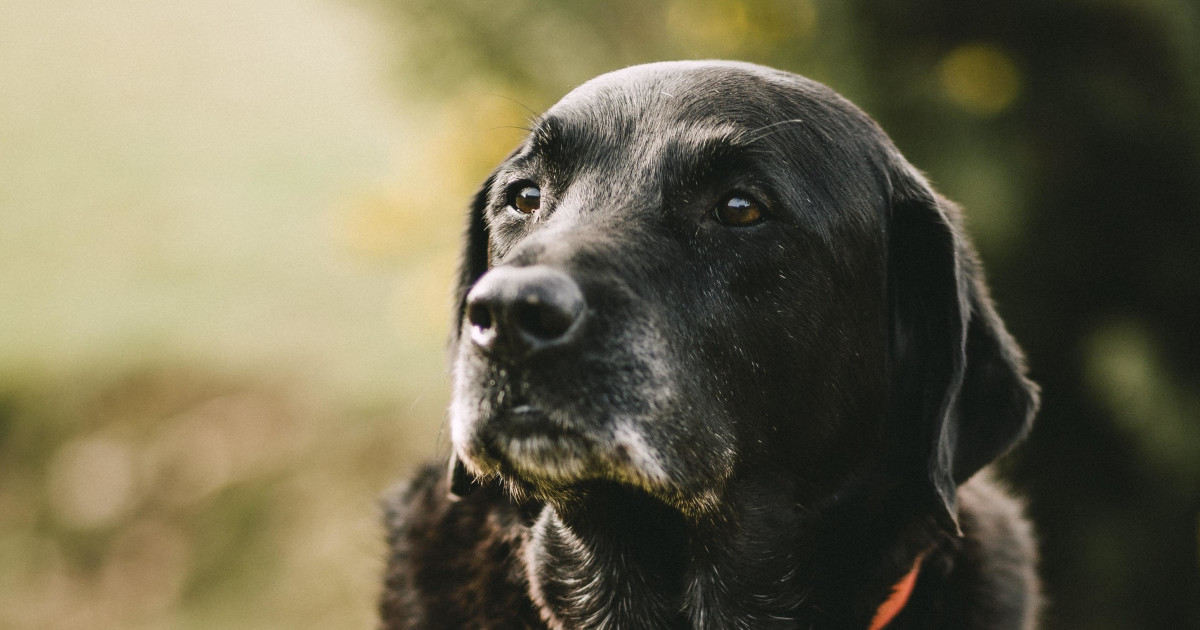 How to Train an Older Dog Not to Be Aggressive: Proven Tips