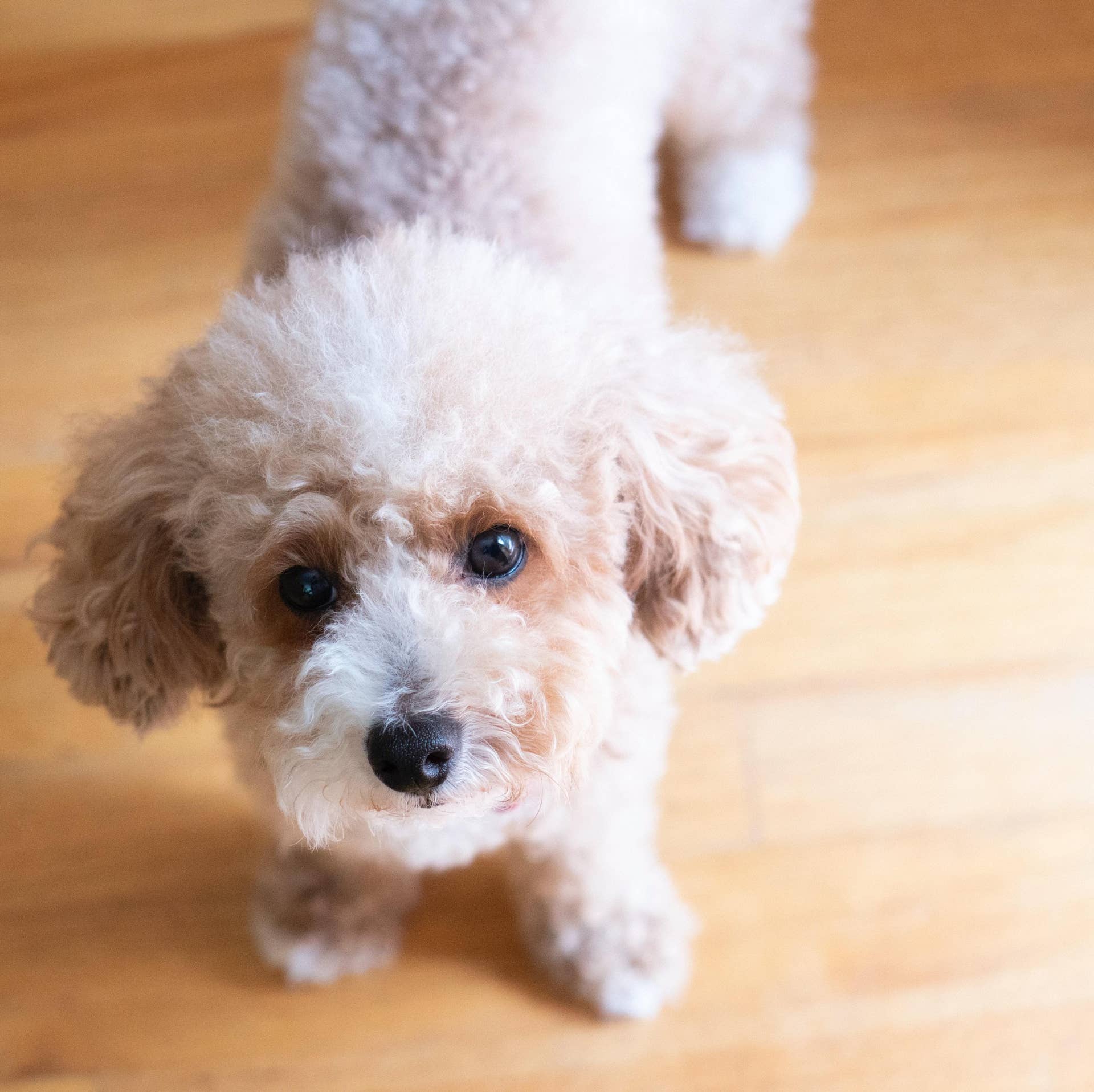 Why Does My Dog Only Bark at One Family Member? Uncover Truths