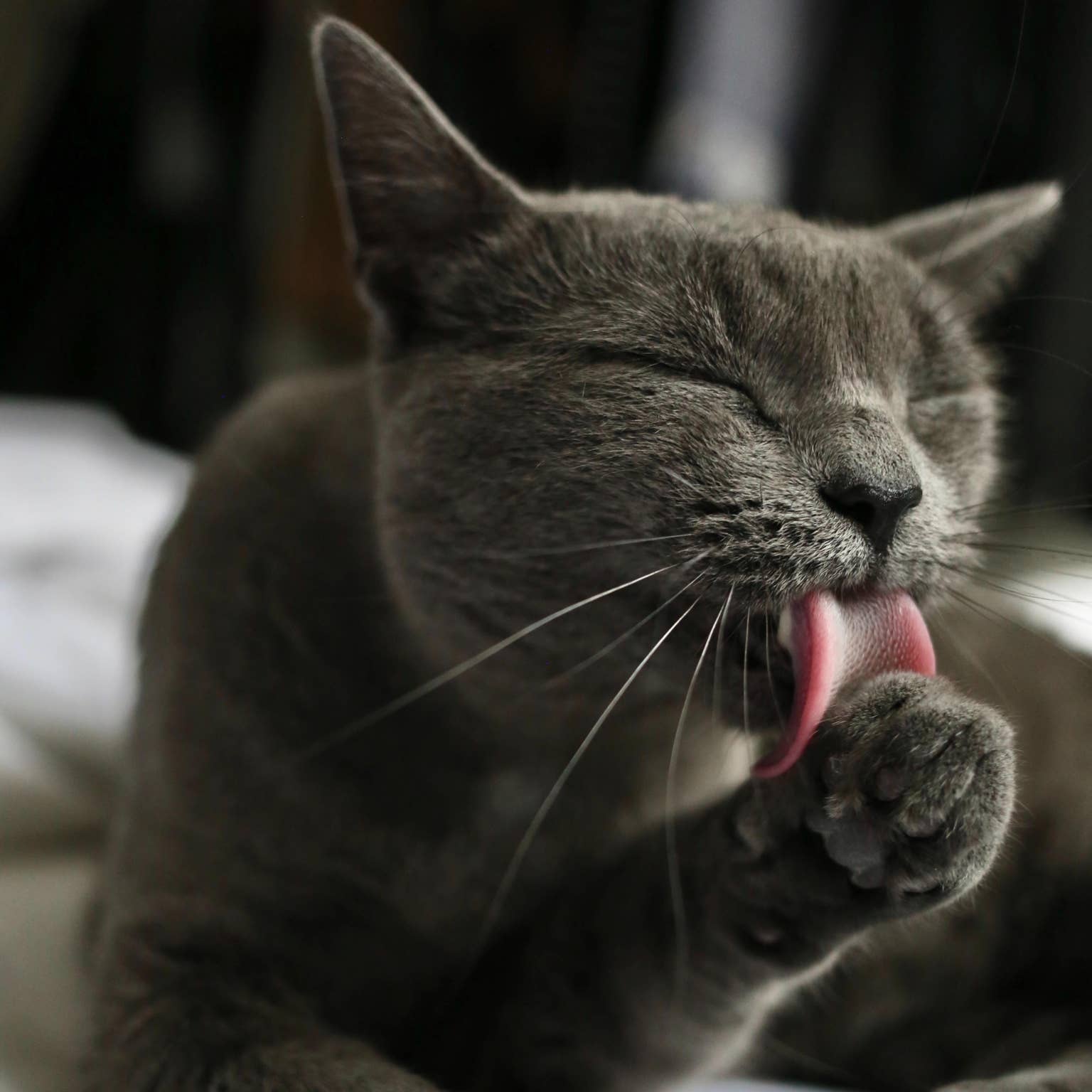 Does Constance Grooming Cause My Cat to Throw Up? Shocking Truth!