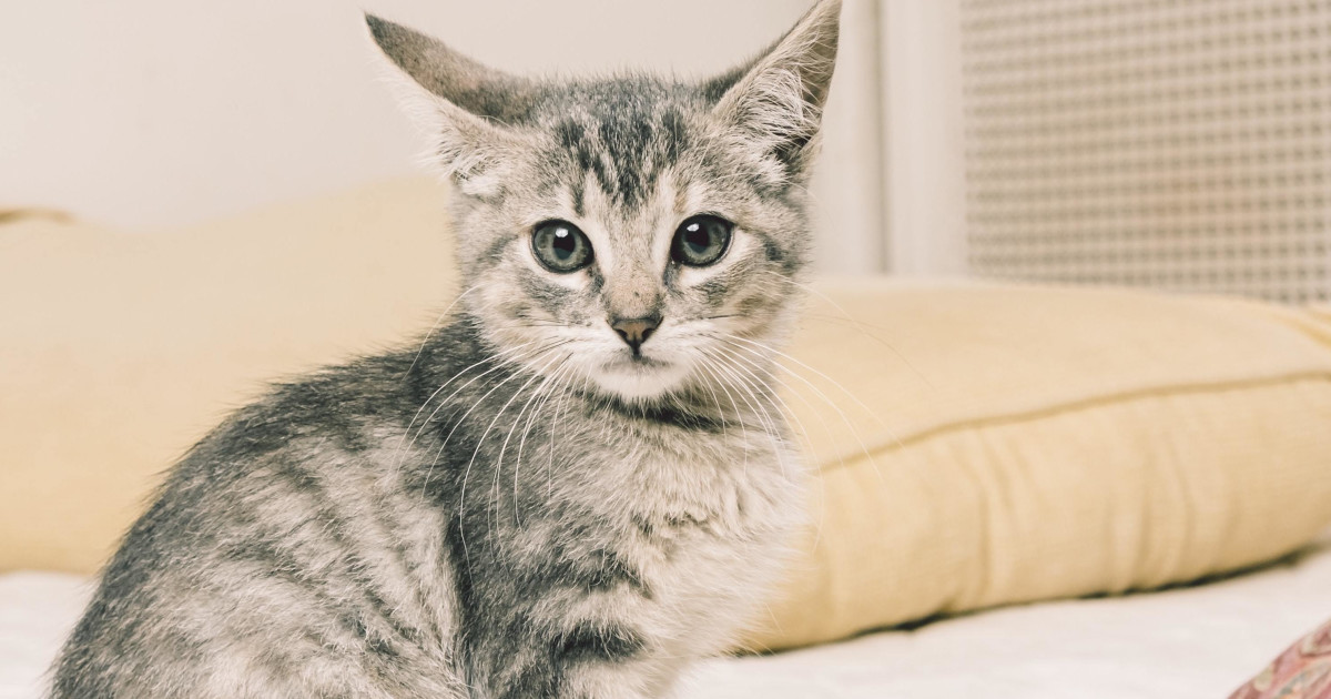 Why Does My Female Cat Pee on My Bed: Shocking Reasons Explained