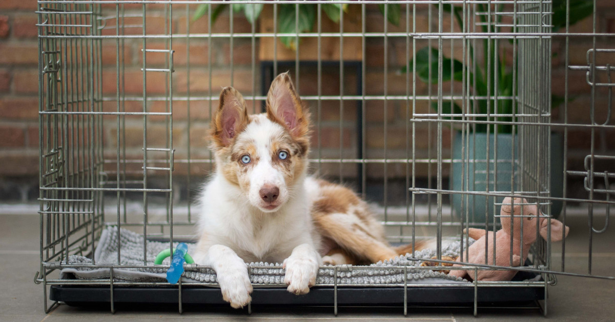 How to Keep a Dog Calm in a Crate: Proven Tips That Work