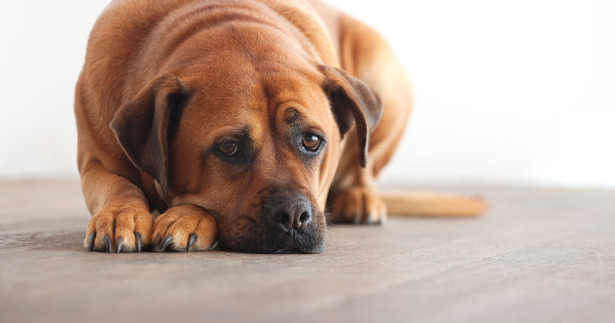Can I Give My Dog Probiotics While Taking Metronidazole? Essential Guide
