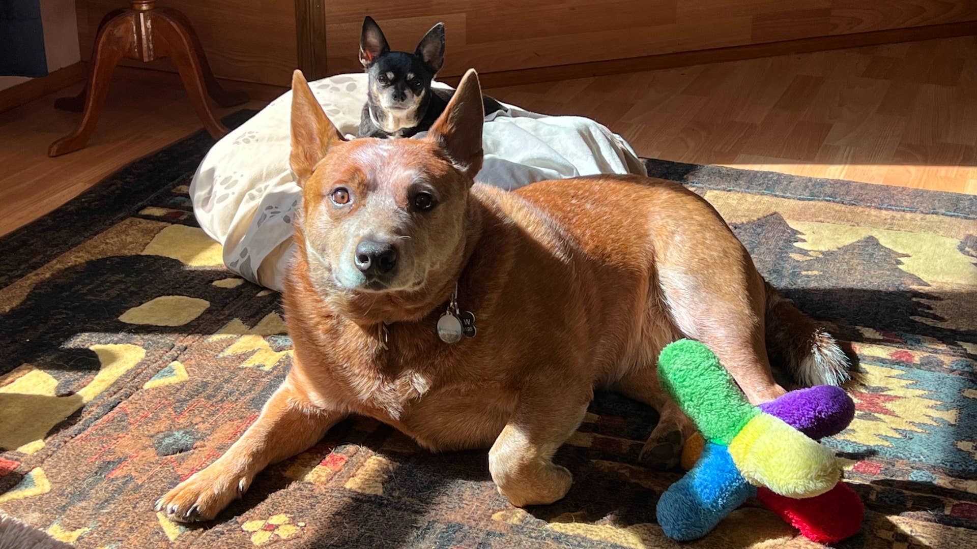 Neutered Male Dog Behavior When Female is in Heat: What to Expect