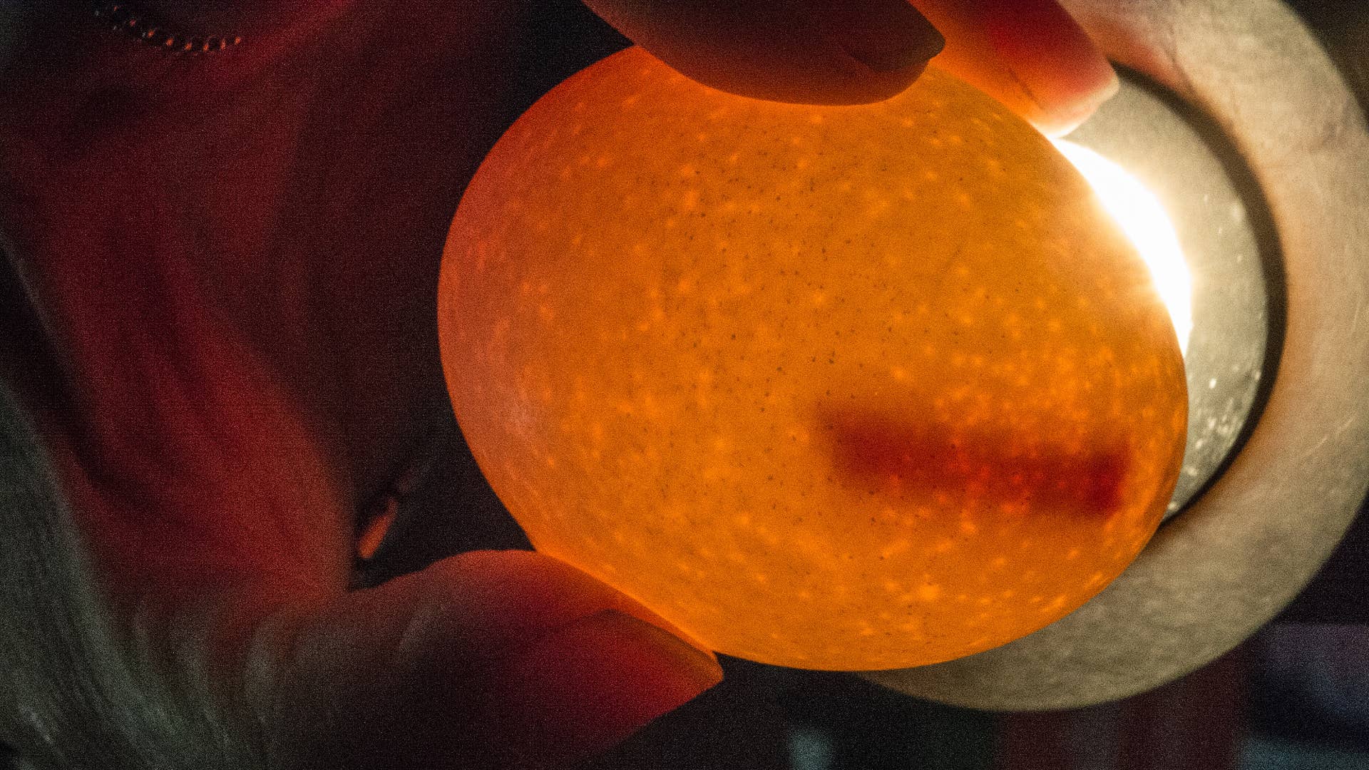 How to Incubate Wild Bird Eggs: Expert Tips for Success