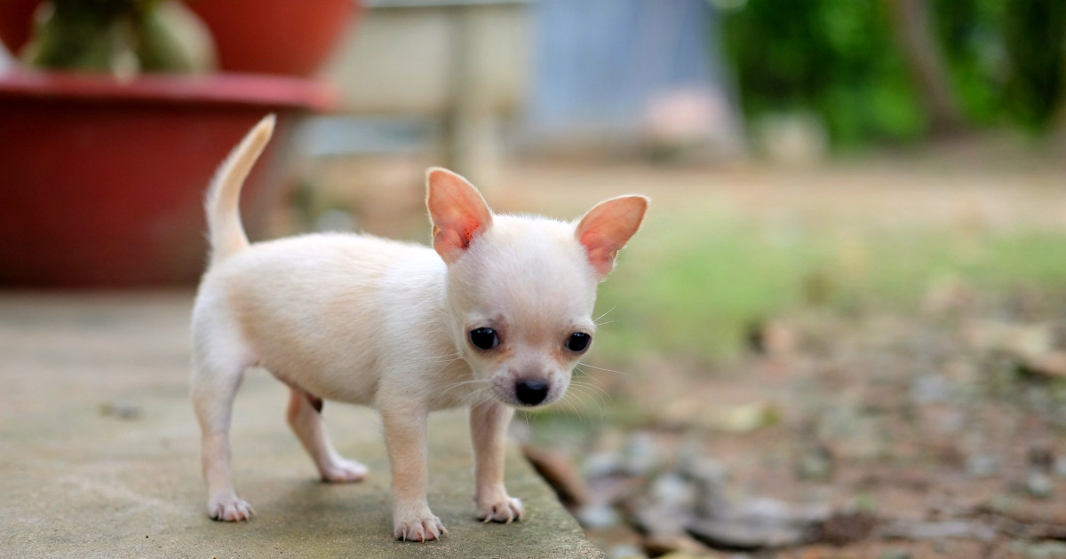 Can a Dog Be Vaccinated Twice by Mistake: Risks & Remedies Explained