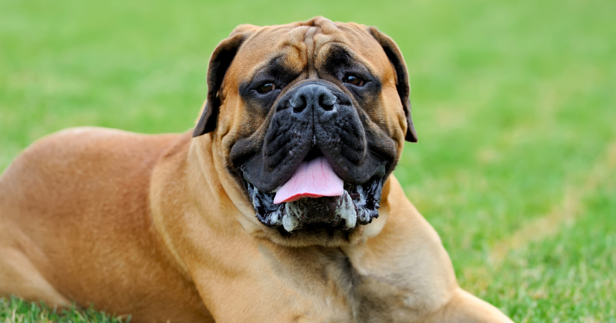 Top 10 Big Dog Breeds: Discover Majestic Companions