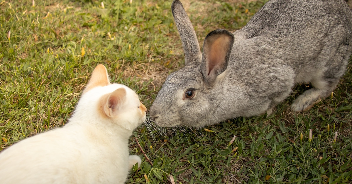 Do Rabbits And Cats Mate: Uncovering the Myth