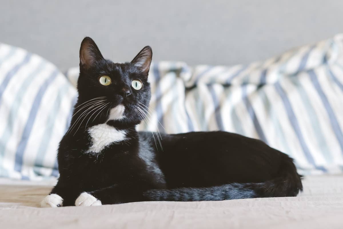 Do Tuxedo Cats Itch Themselves More Than Other Cat Breeds? Uncovered!