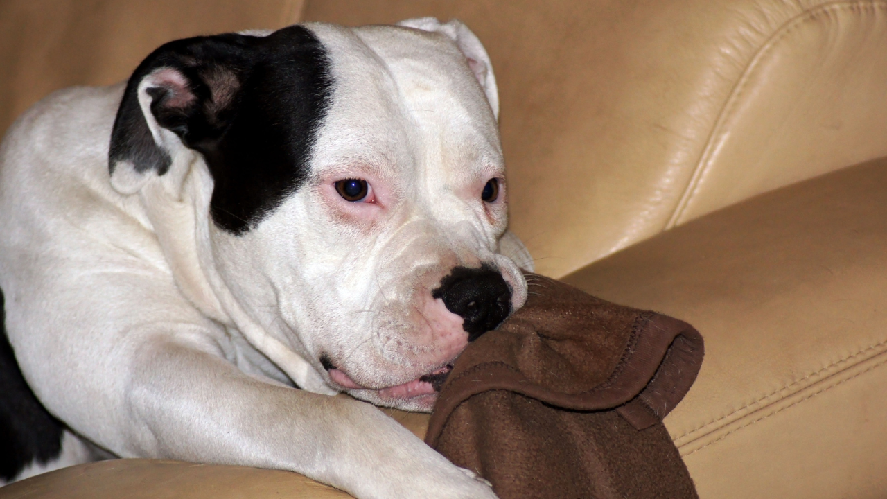 Why Does My Dog Nibble Its Bed: Uncovering the Hidden Reasons Behind Canine Chewing Habits