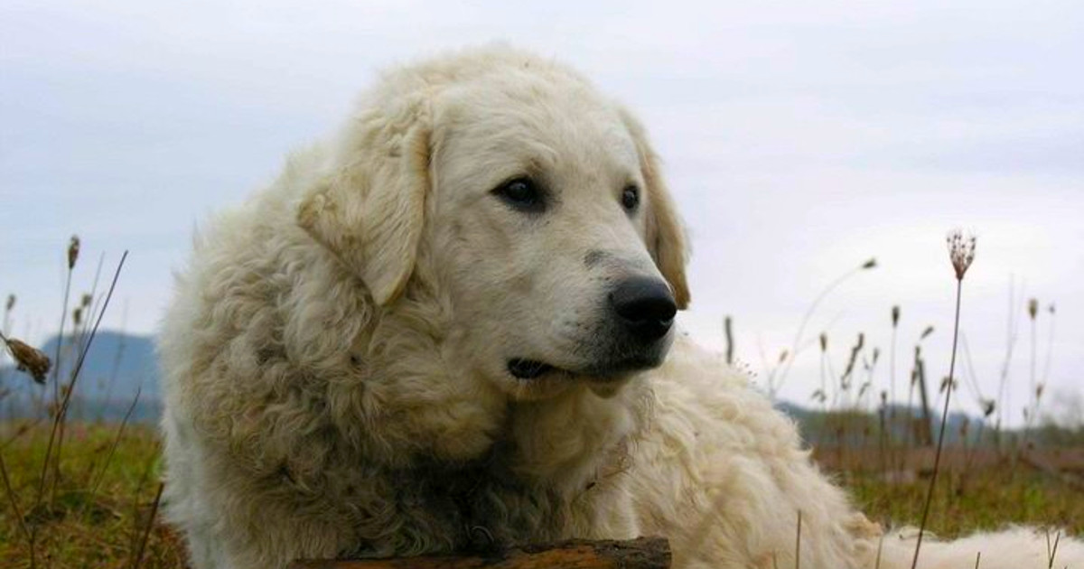 Hungarian Dog Breeds: Discover Unique Canine Heritage