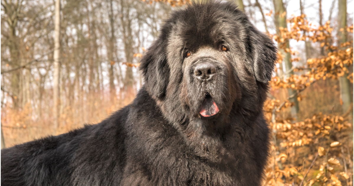Newfoundland Dog Health Problems: Essential Care Tips