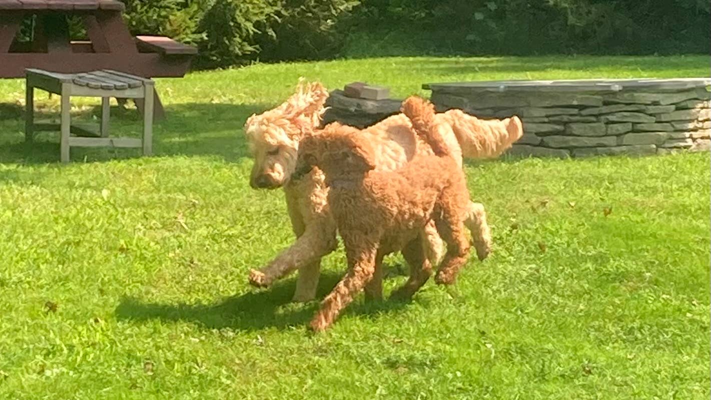 When Can Male Dogs Start Breeding: Essential Guidelines