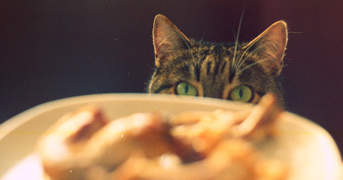 How Many Times a Day Do Cats Eat: Feeding Guide Explained