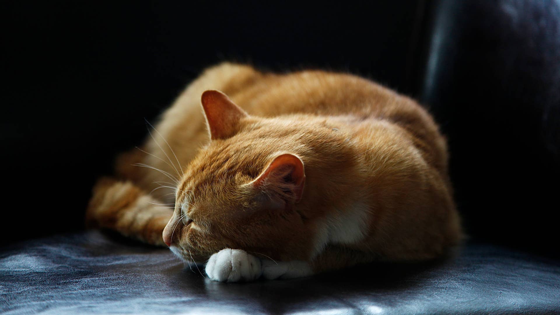 Can Cats Die from Not Mating: Myth vs. Reality Explained