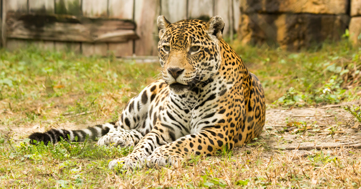 Jaguars Have the Cutest Time 'Bobbing for Pumpkins' at Hertfordshire Zoo - PetHelpful