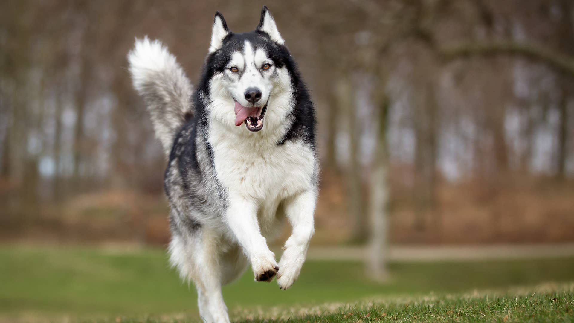 Husky Dog Behavior: Understanding Traits for a Happy Pet