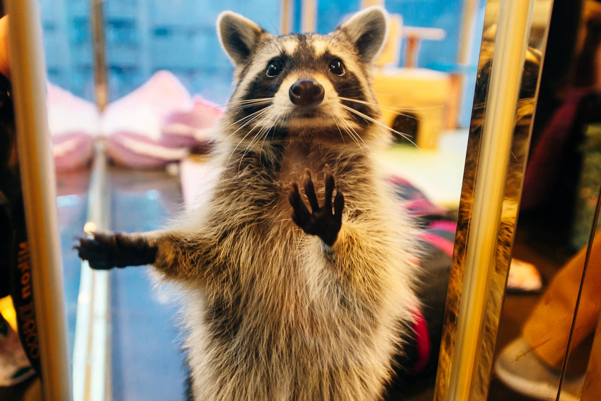 Expresso Racoons Restaurant in Puerto Vallarta Is Totally Overrun with Raccoons and ...