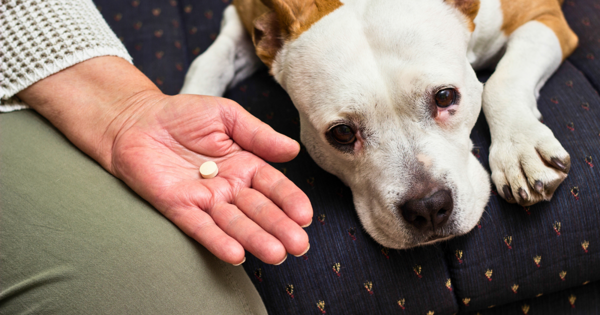 Can Dogs Take Benadryl for Anxiety? Expert Insights