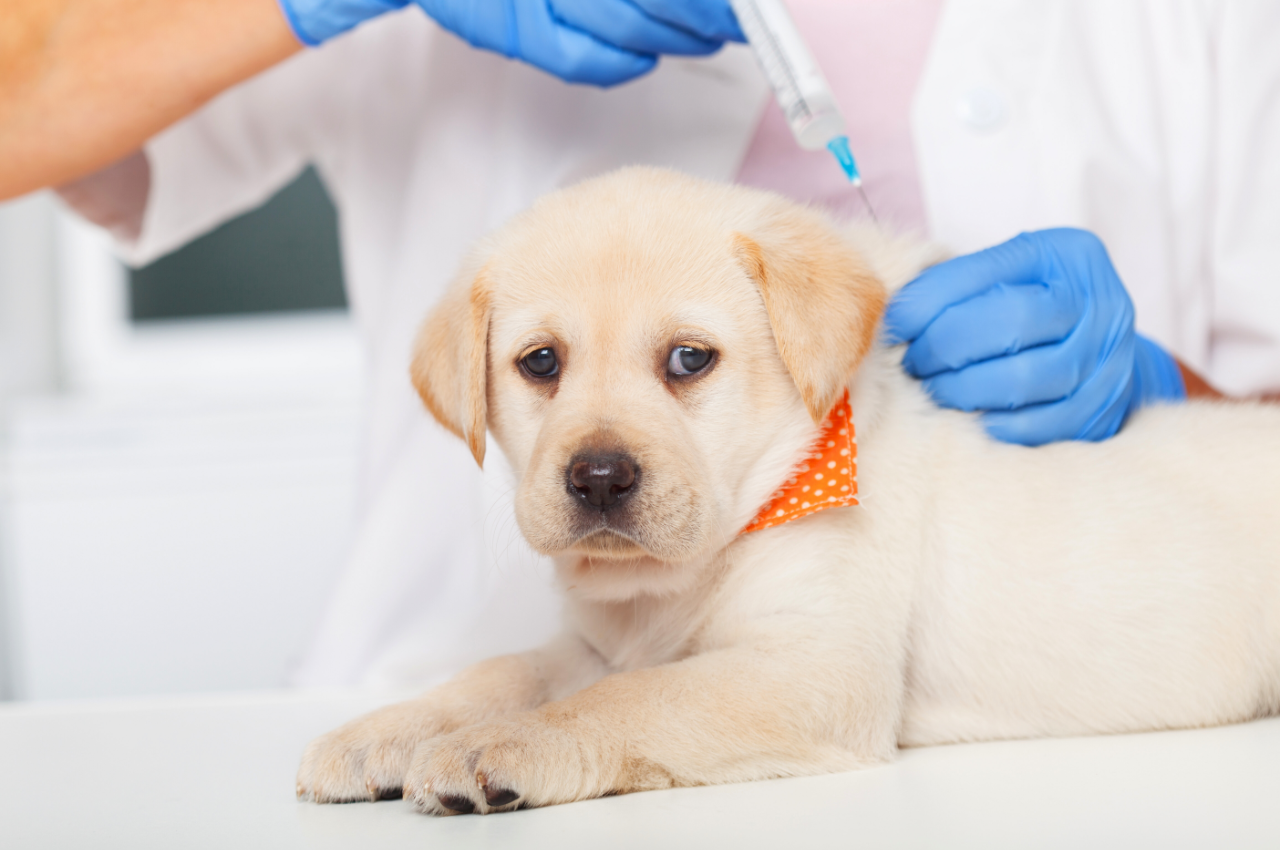 Can I Get My Dog Groomed After Vaccination? Expert Tips Revealed