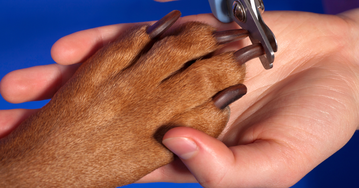 Do Vets Cut Dog's Nails: Essential Grooming Insights