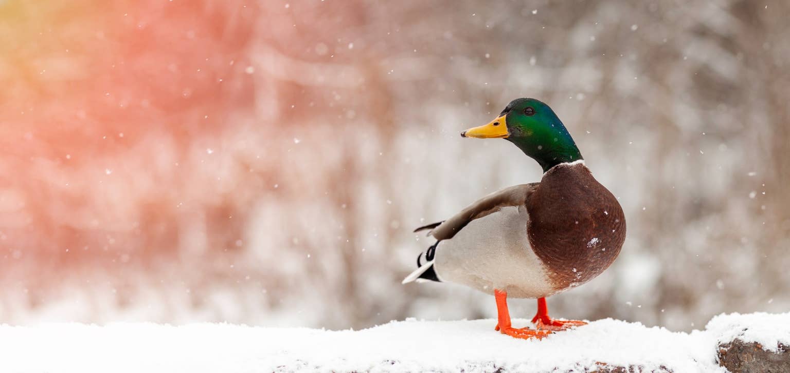 How Do Ducks Survive Cold Weather: Essential Survival Secrets Revealed