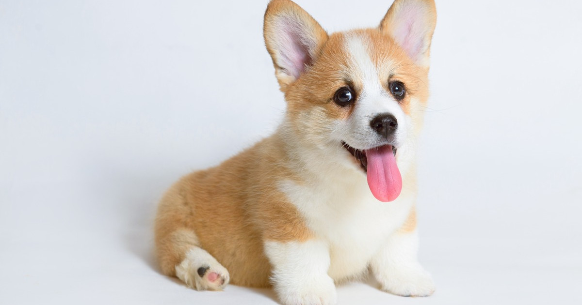 Planches à Petit-déjeuner En Plastique (lot De 6, Blanc, 24,5 X 16 Cm