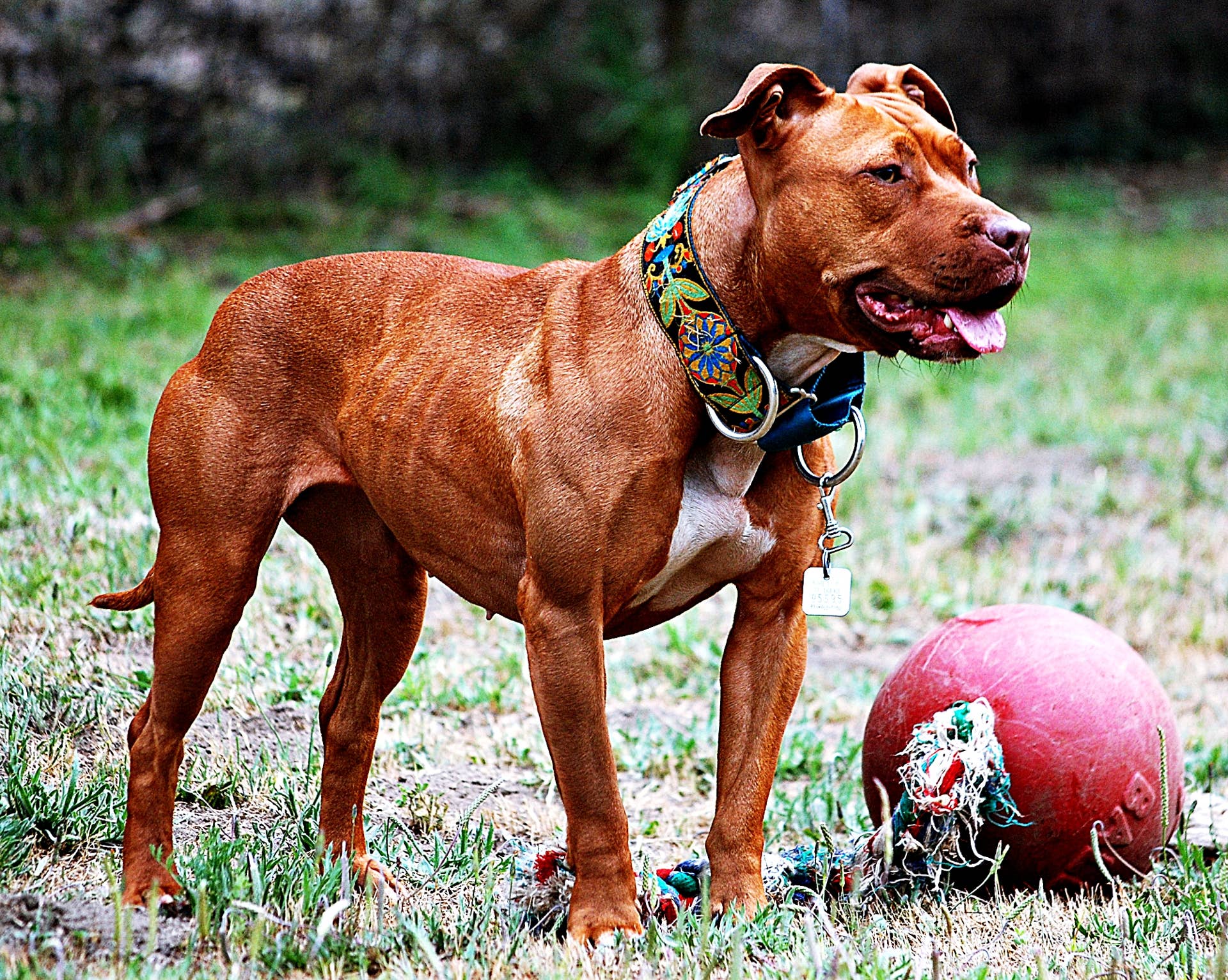 What Dog Breeds are Banned in the US: Uncover the List