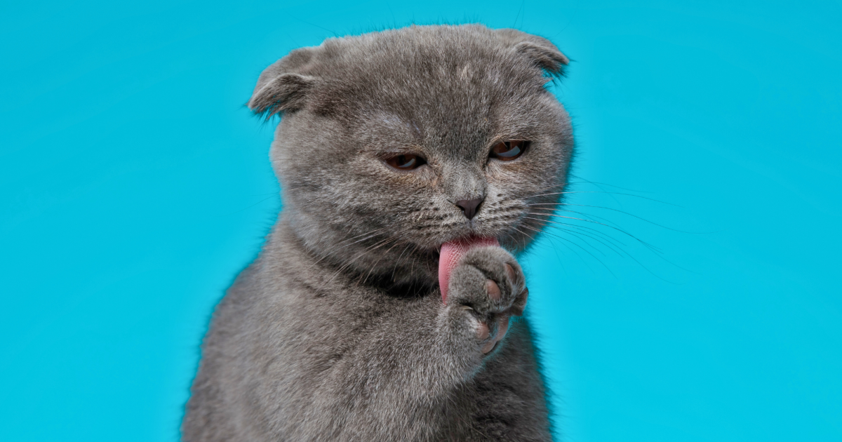 How to Get a Cat to Stop Over Grooming: Effective Tips