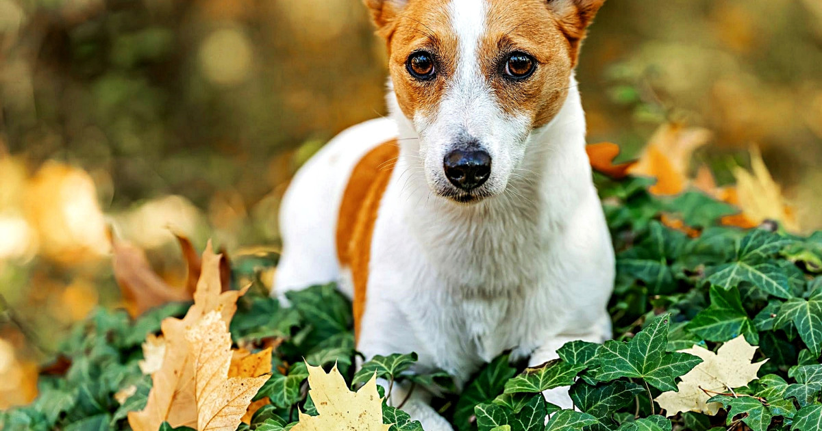 Fox Terrier Miniature Airedale Terrier For Sale Airedale Terrier