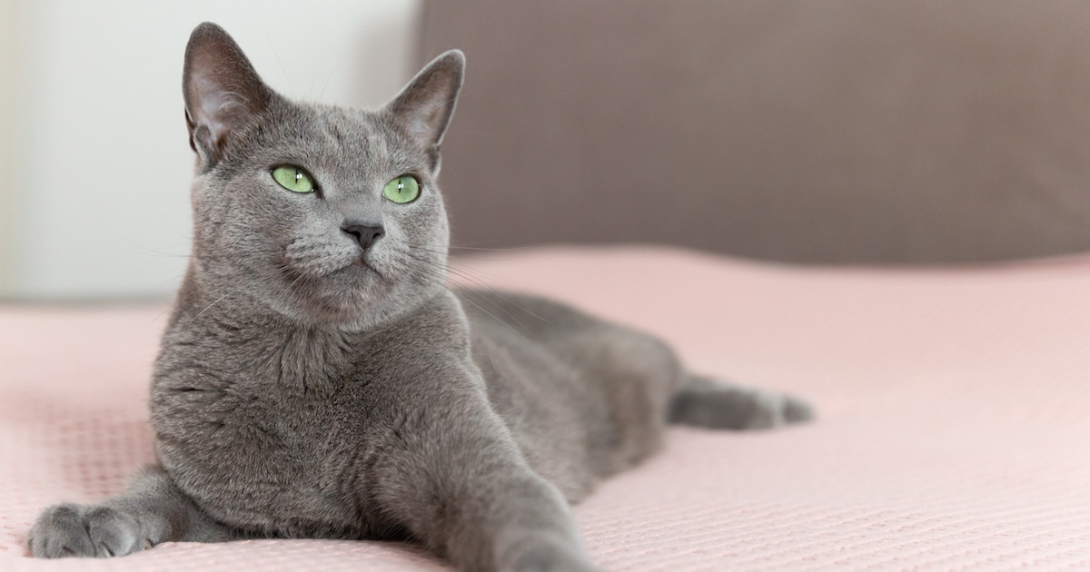 17 Year Old Cat Stopped Grooming: Essential Care Tips