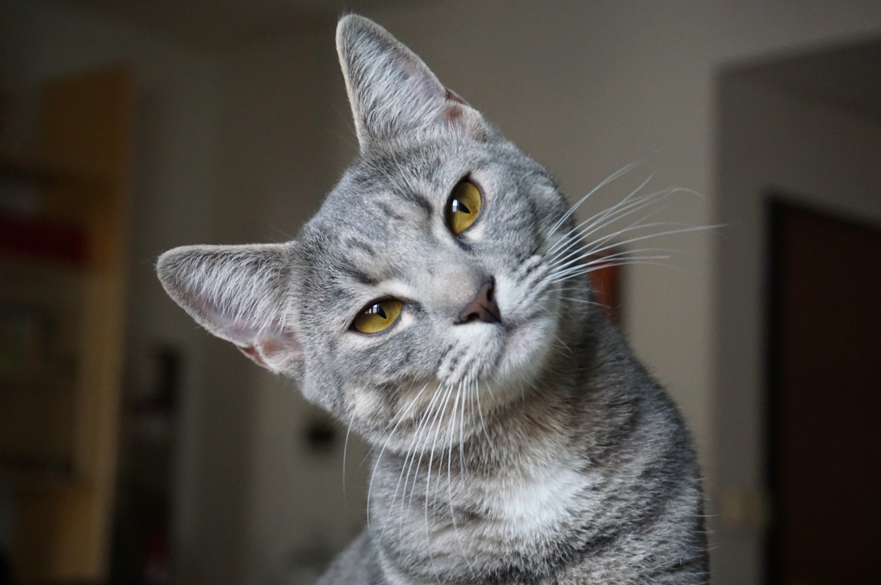 Do Cats Get Constipated After Giving Birth: Causes & Solutions