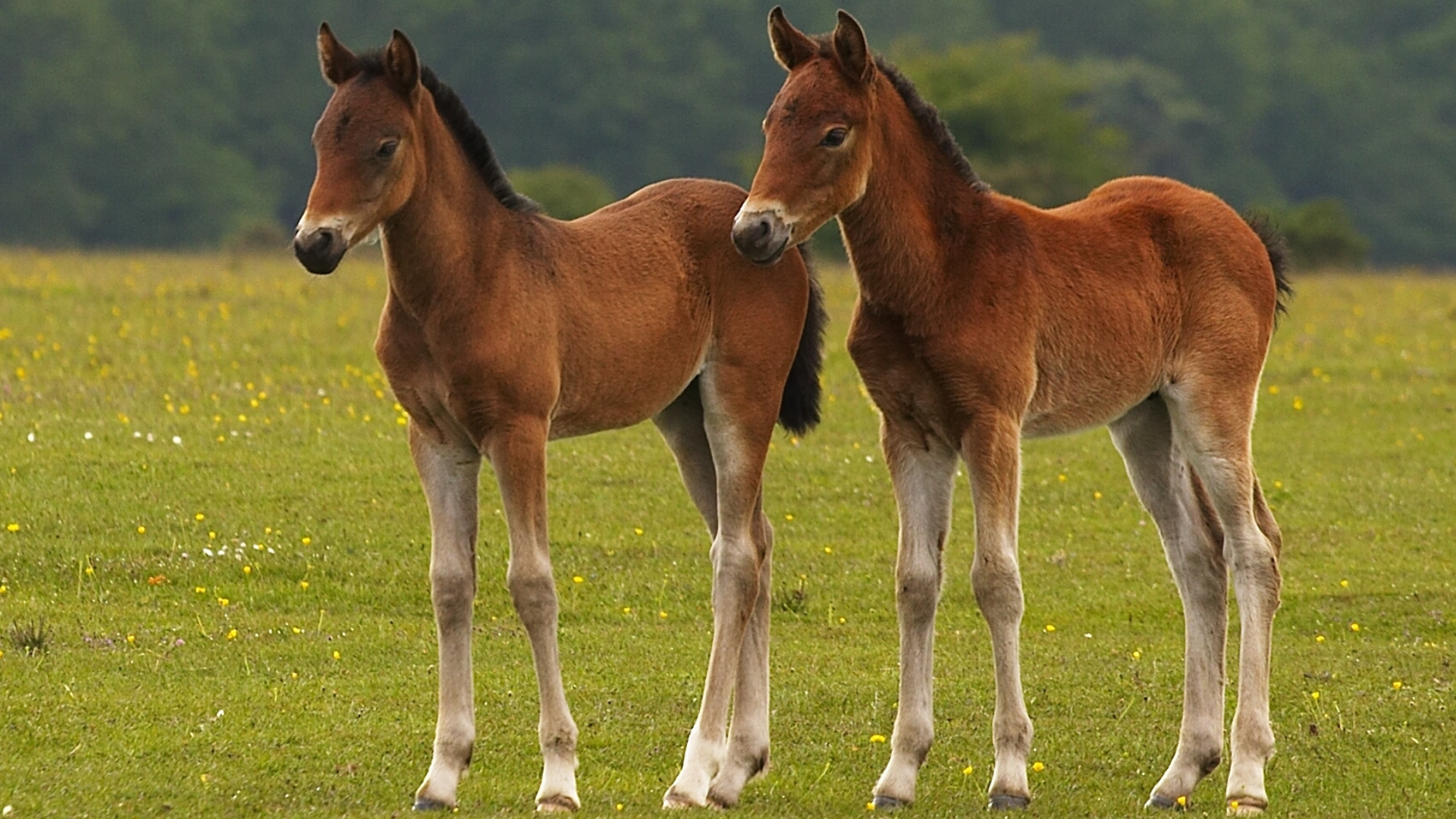 Rare and Controversial Set of Twin Foals Born at Churchill Downs Has