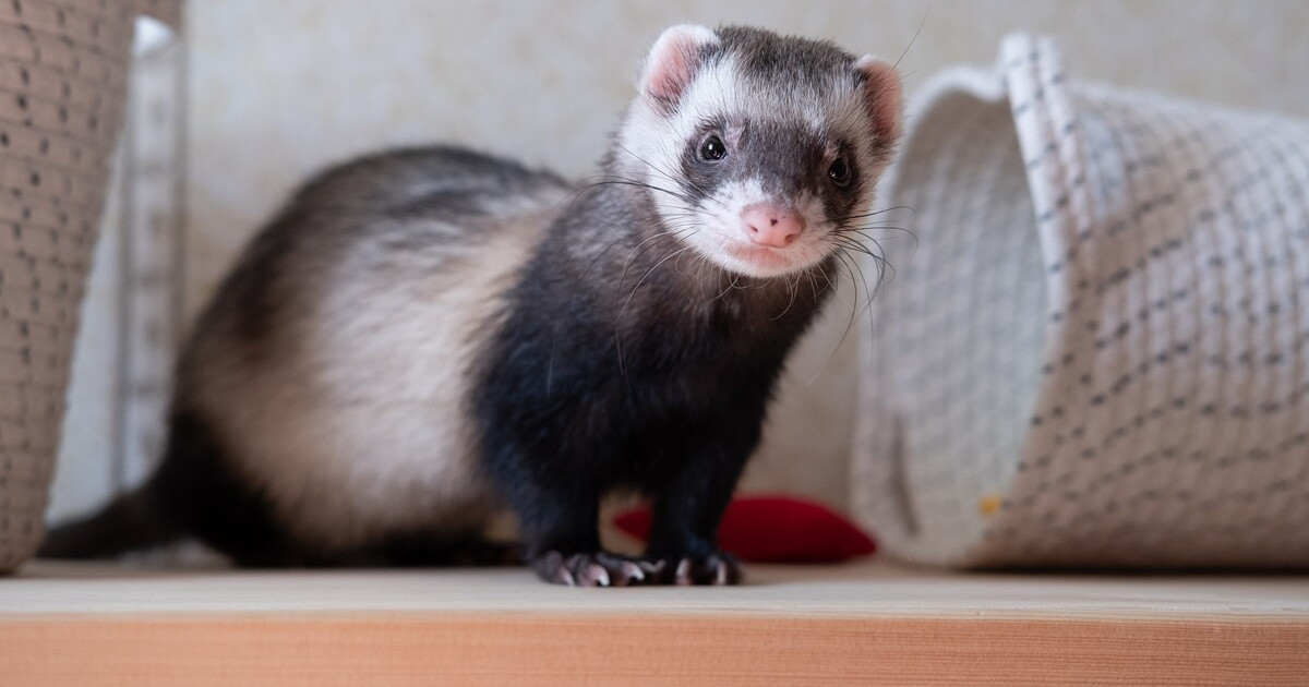 Do Ferrets And Cats Get Along: Tips for Peaceful Coexistence