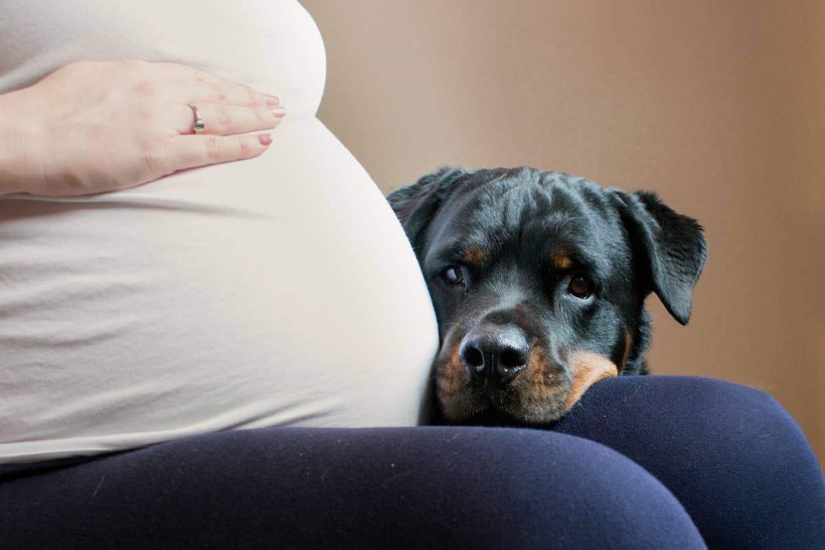 Video of Baby-Obsessed 'Nanny Rottweiler' Begging to See Her 'Kid' Is ...