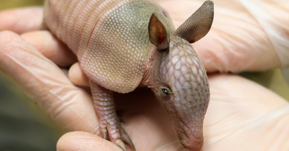 SO FAR SO GOOD 【Armadillo】 dillo.jpg