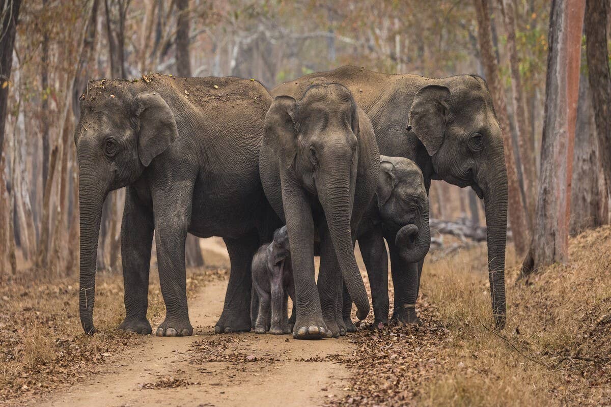 Rare Footage Shows Elephants Circling Calves as Wild Boars Try to Attack